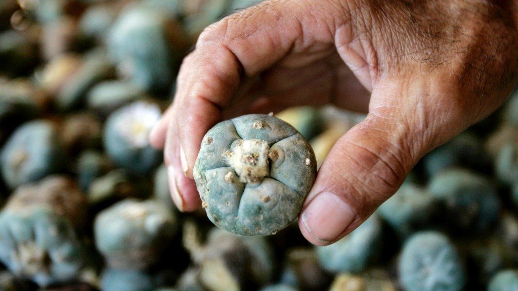 Мескалин, что это за наркотик