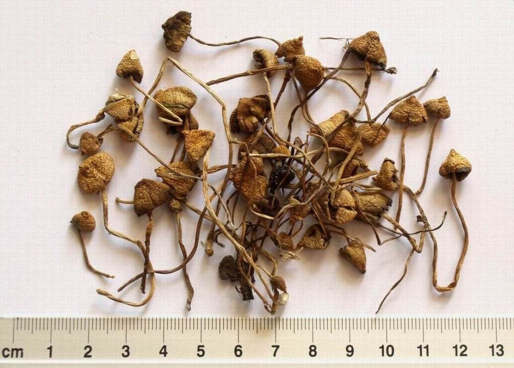 Псилобицин, симптомы наркозависимости